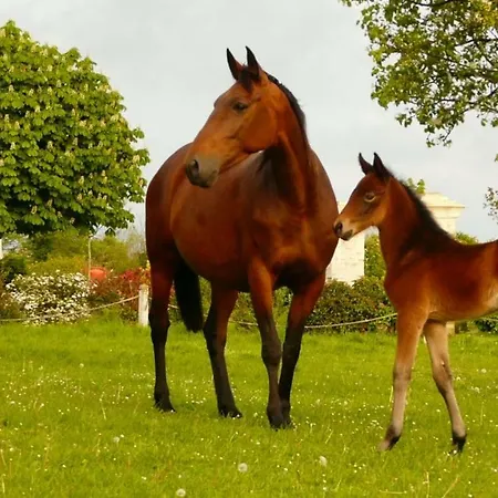 Le De L'etrier Dom wakacyjny Canchy (Calvados)
