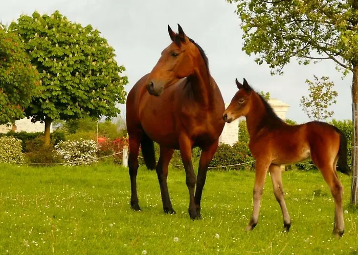 Le De L'etrier Casa vacanze Canchy (Calvados)